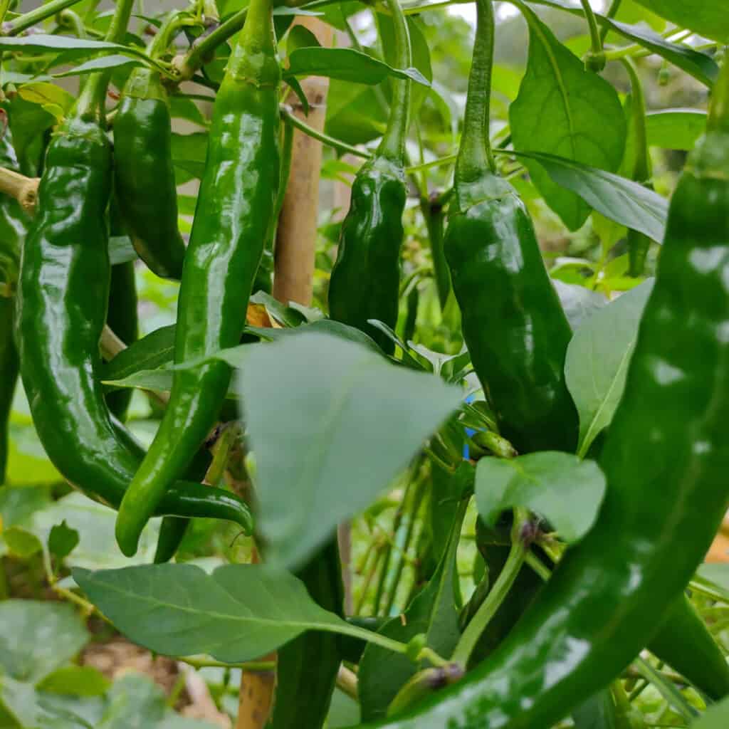 growing green chillies