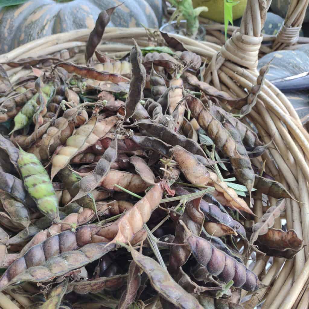 harvesting pigeon peas pods ready