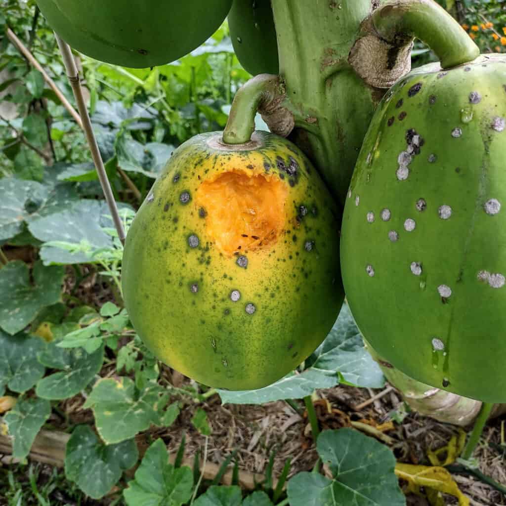 papaya garden june