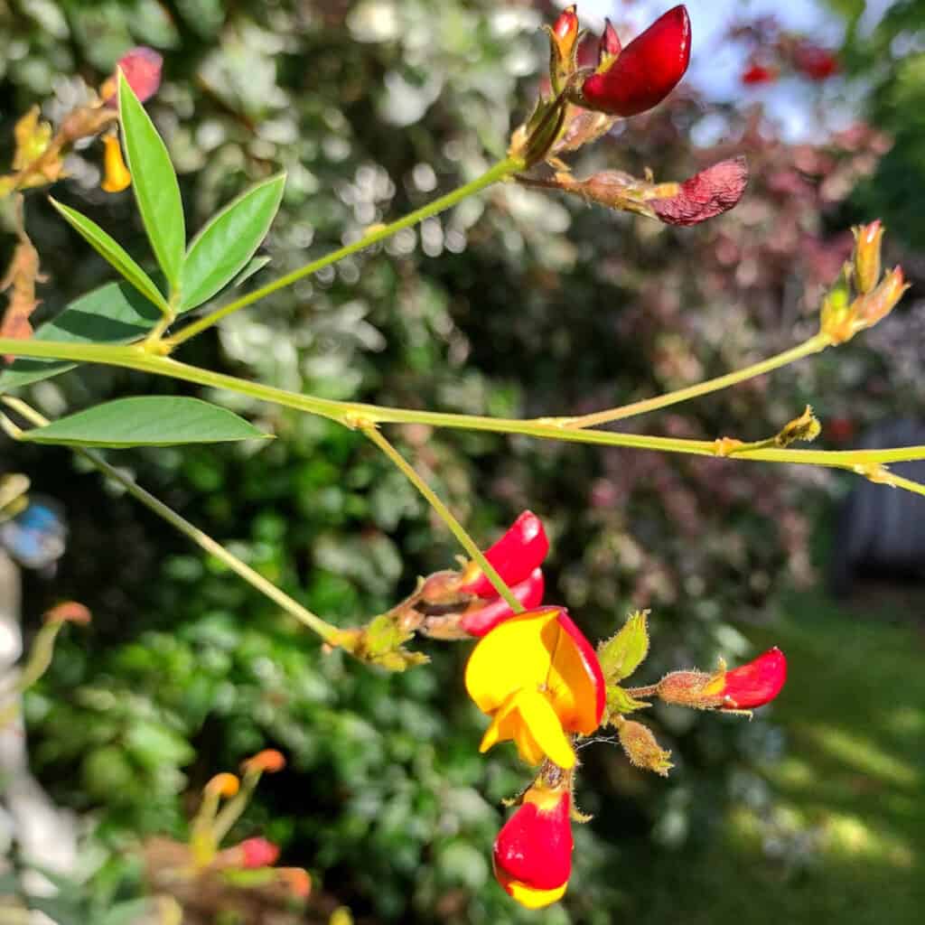 pigeon pea flowers