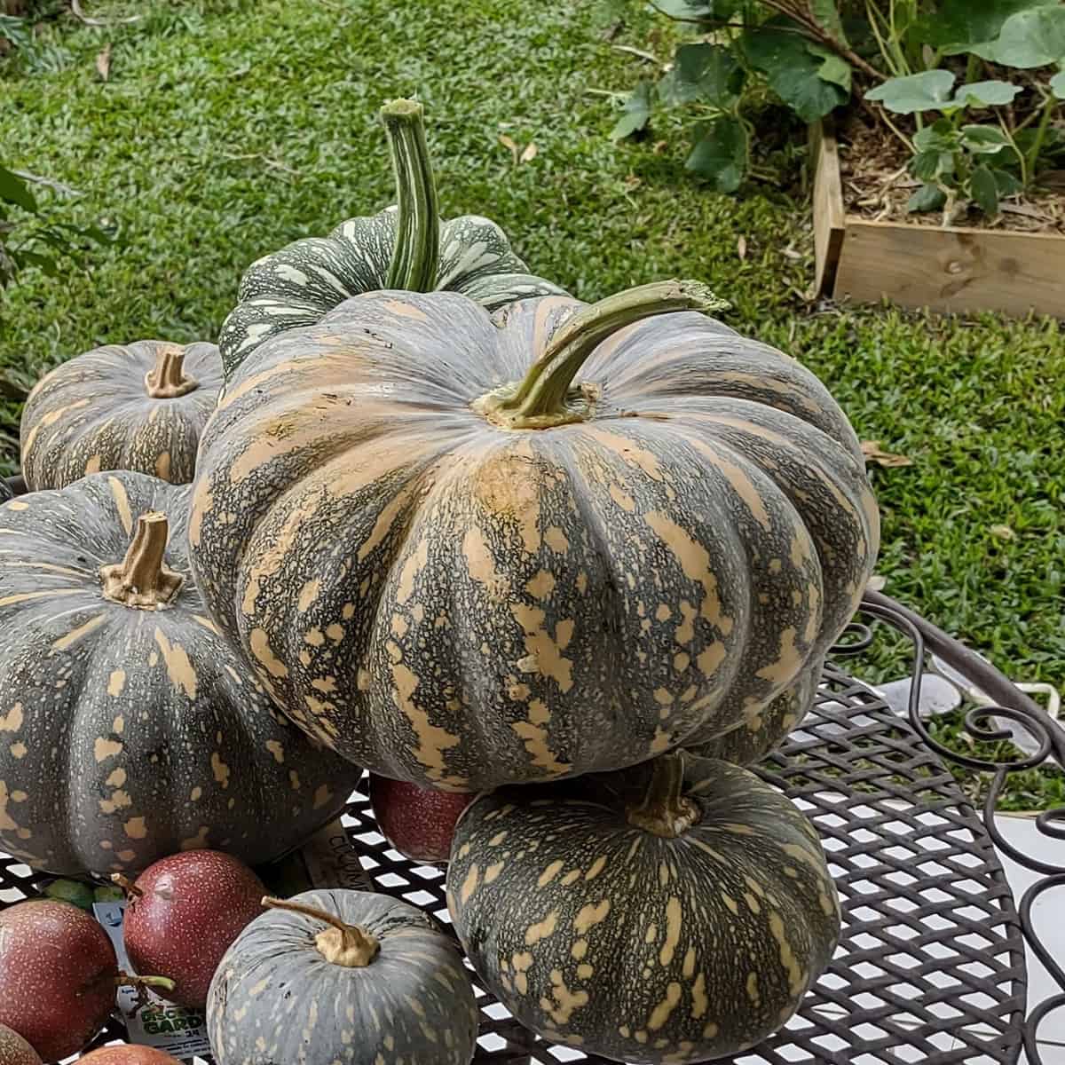 pumpkin harvest june