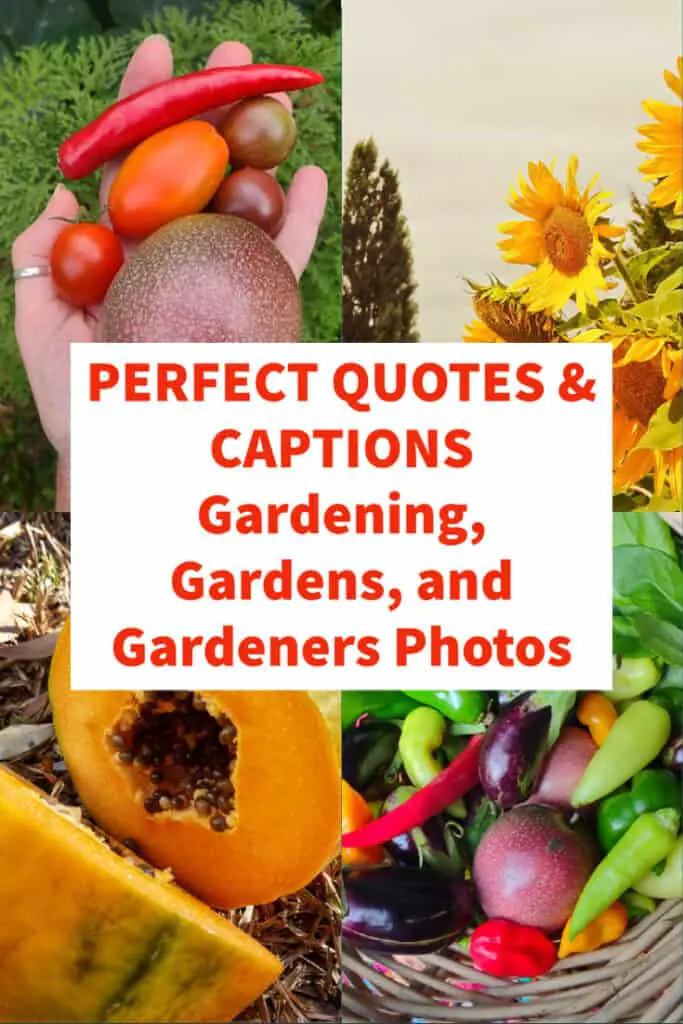 Quotes and Captions Gardening, Gardeners, Gardening Photos Pinterest
