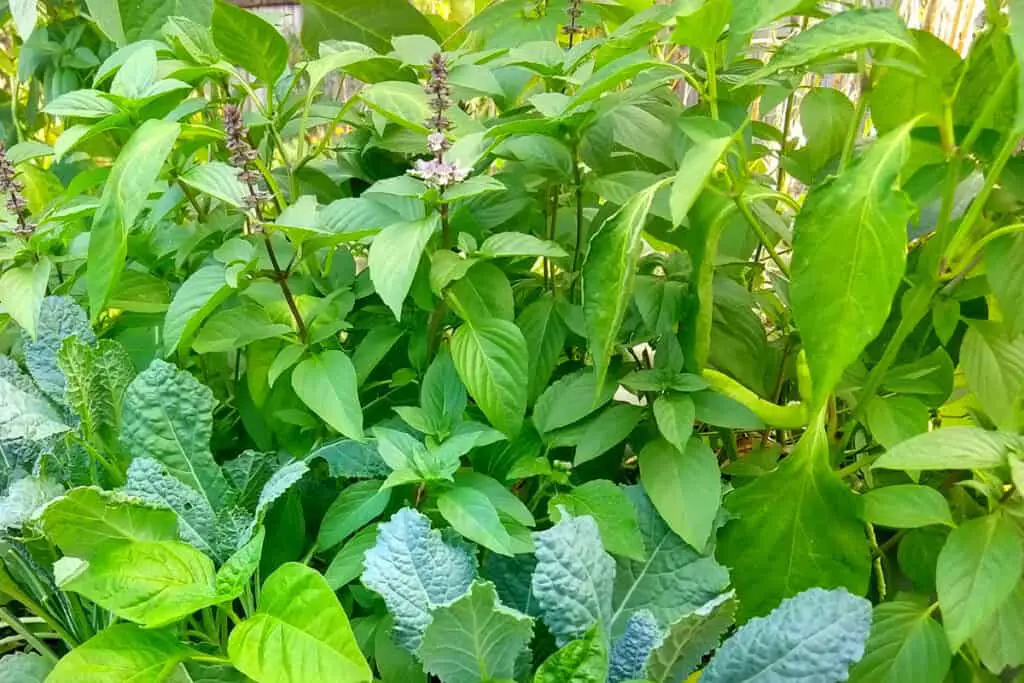 Growing Thai Basil in a container