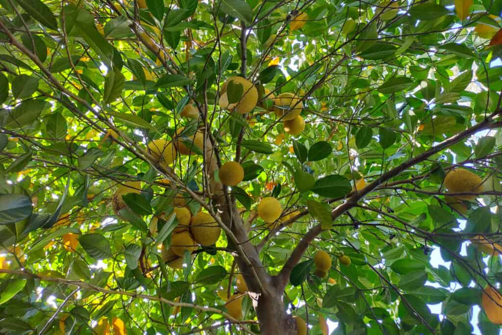 What makes the best mulch leaves from tree and fallen fruit