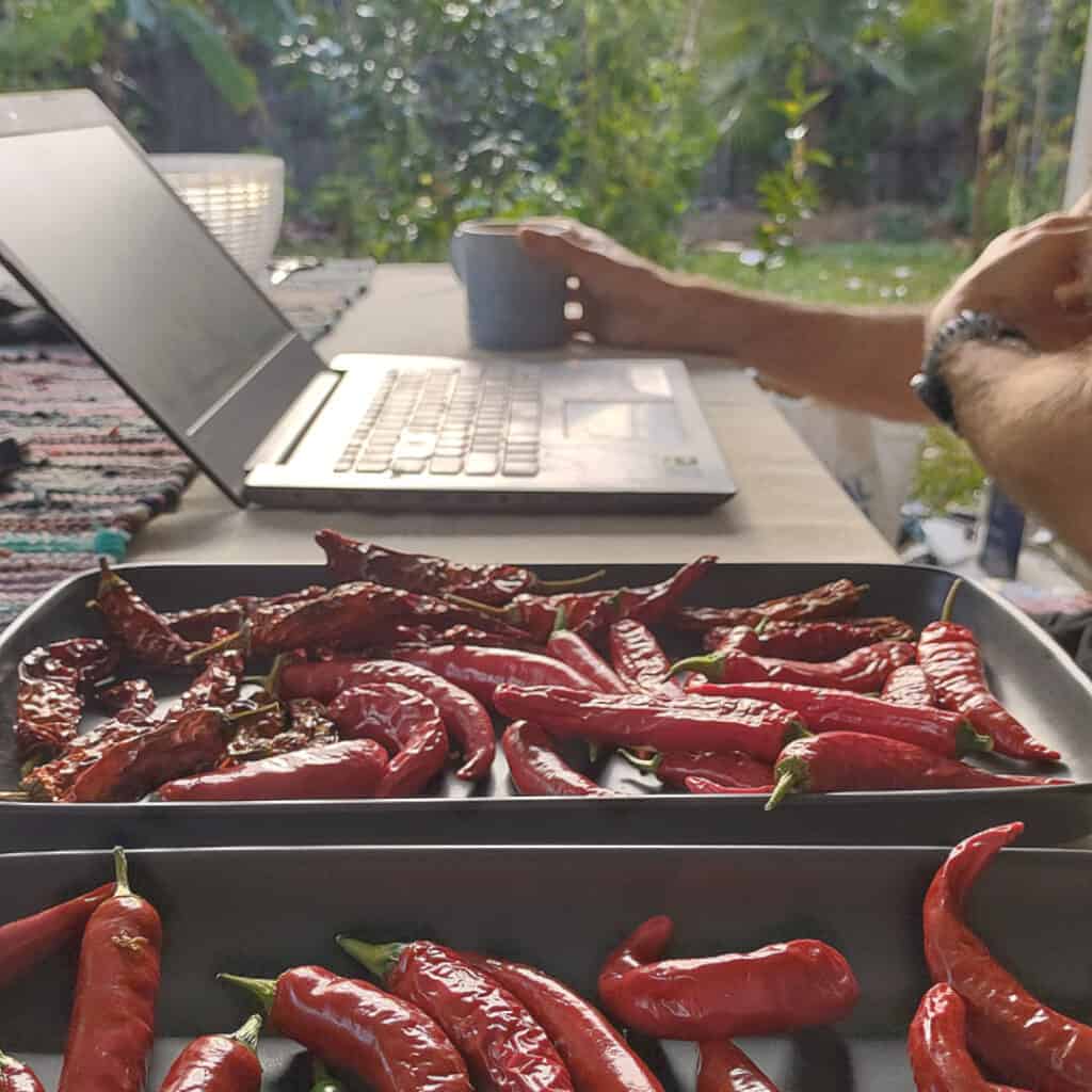 What to do with chillies drying naturally