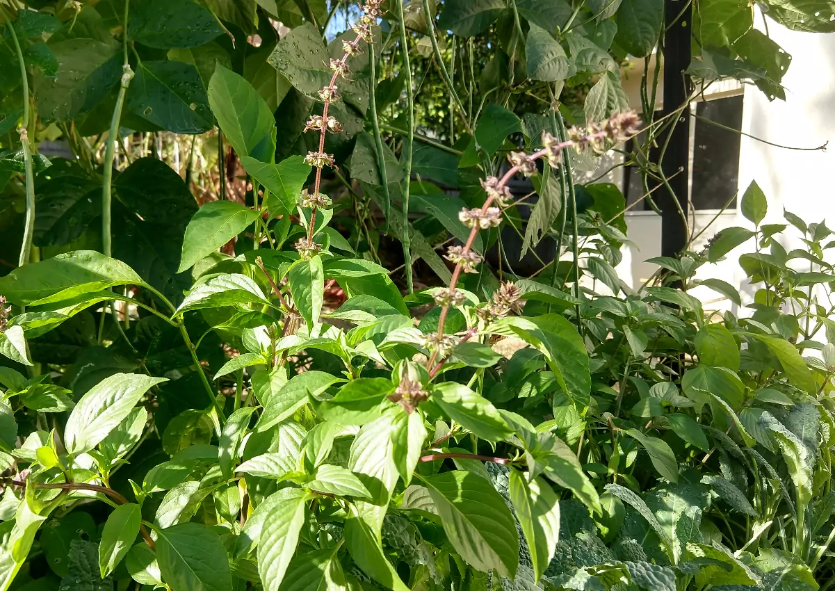 easiest herbs to grow in the tropics