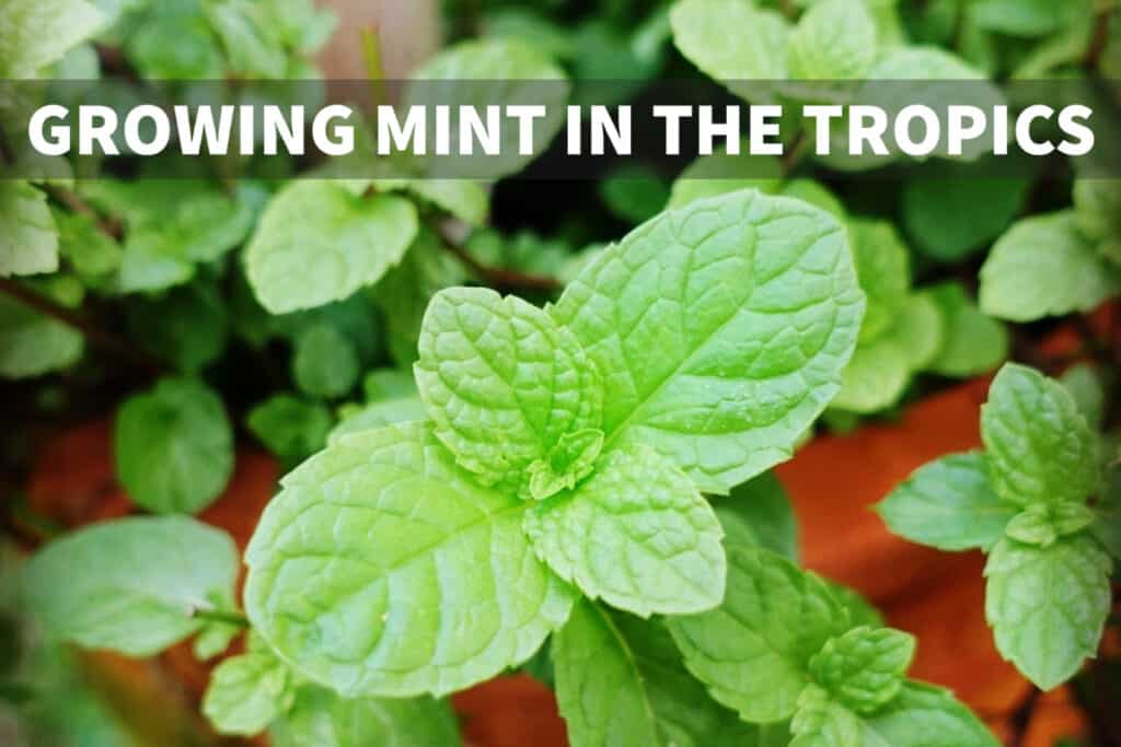 growing mint in the tropics tropical climate mint