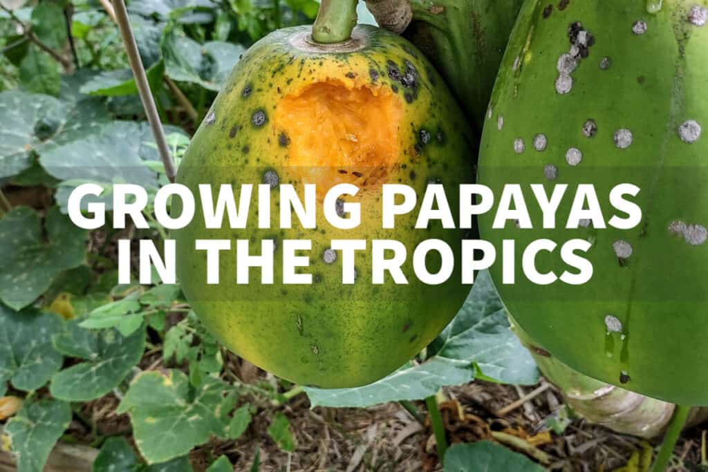 growing papayas in the tropics papaya fruit