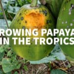 growing papayas in the tropics papaya fruit