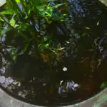 Keeping Guppies Outside in a Pot or Pond in the Tropics guppies in a pot