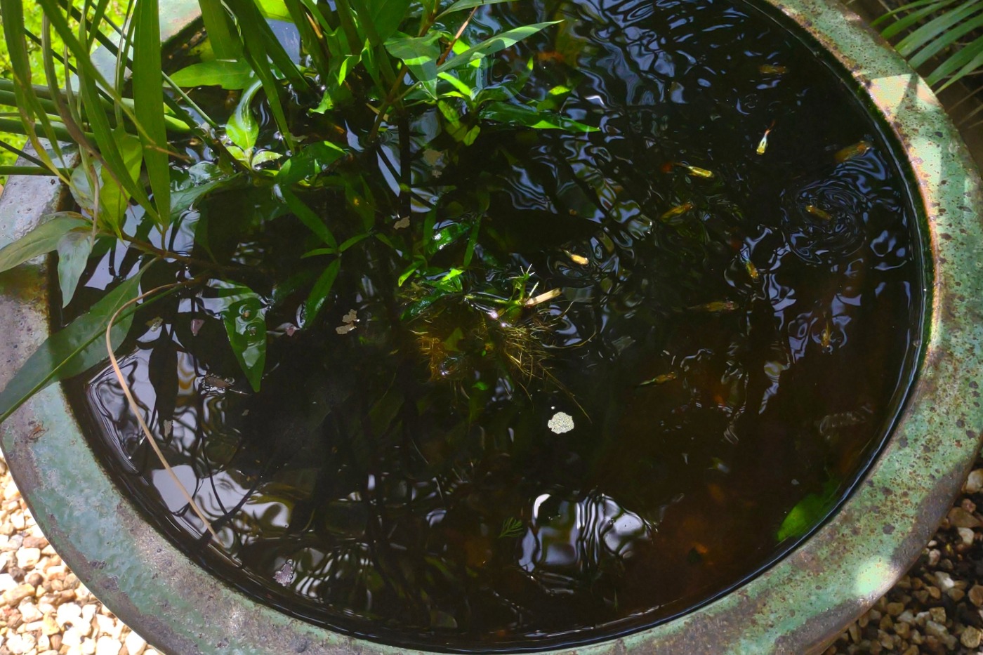 guppies in a pot