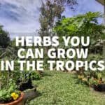 herbs you can grow in the tropics pots containers ground soil