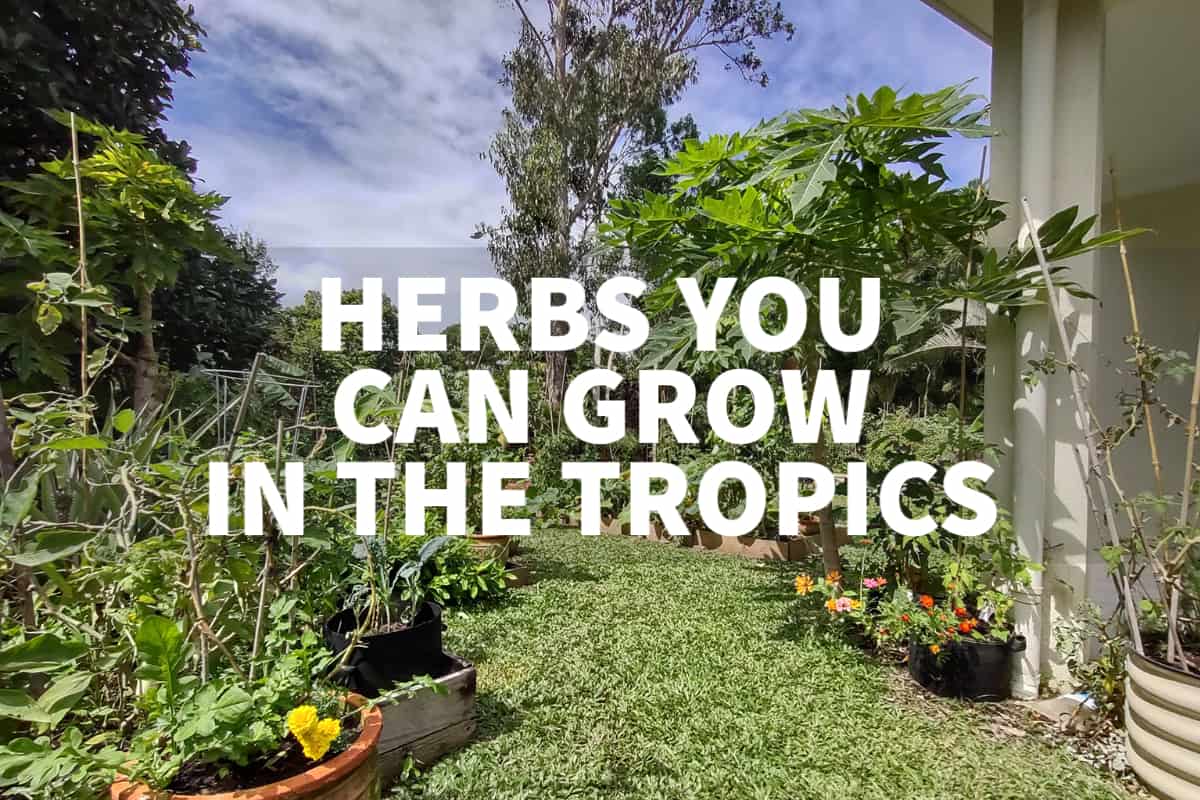 growing-herbs-in-a-tropical-climate-tropical-herbs