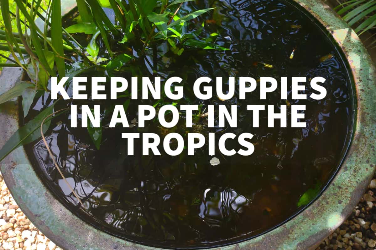 keeping guppies in a pot in the tropics ceramic pot