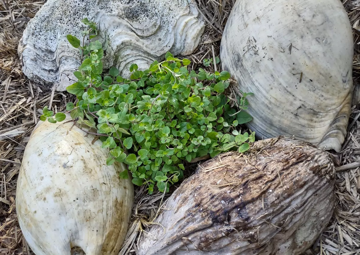 growing oregano in the tropics
