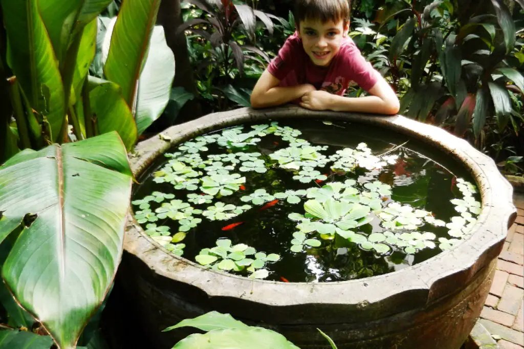 pond in a pot
