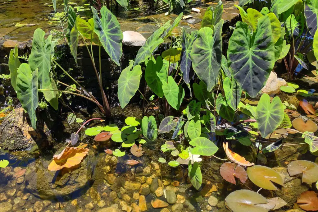 pond plants in pots