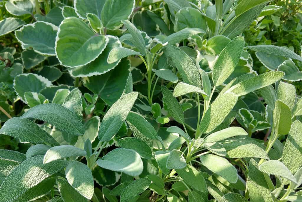 tropical herbs growing in raised bed