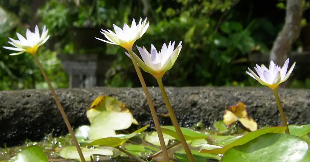 water lilies stone pot Bali