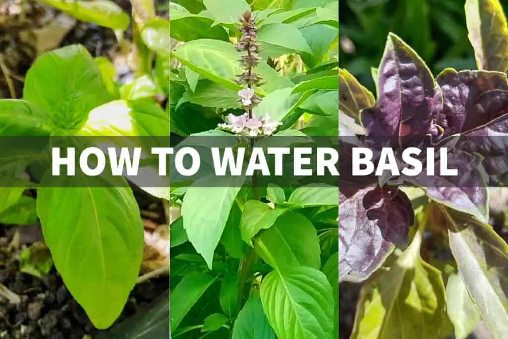 How To Water Basil, How Often, When to water