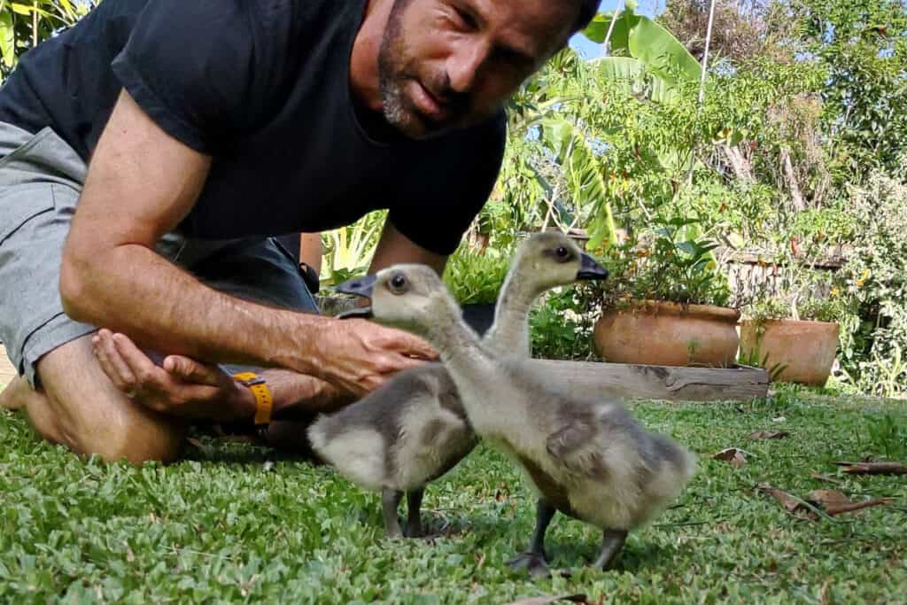 baby geese 5 weeks