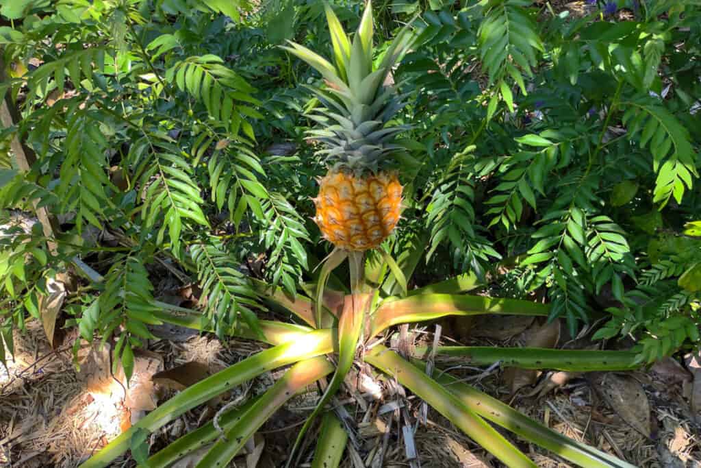 growing pineapple in the ground