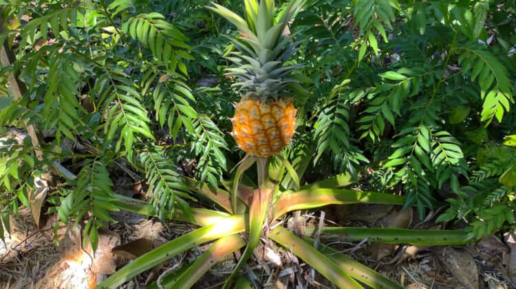 growing pineapple in the ground