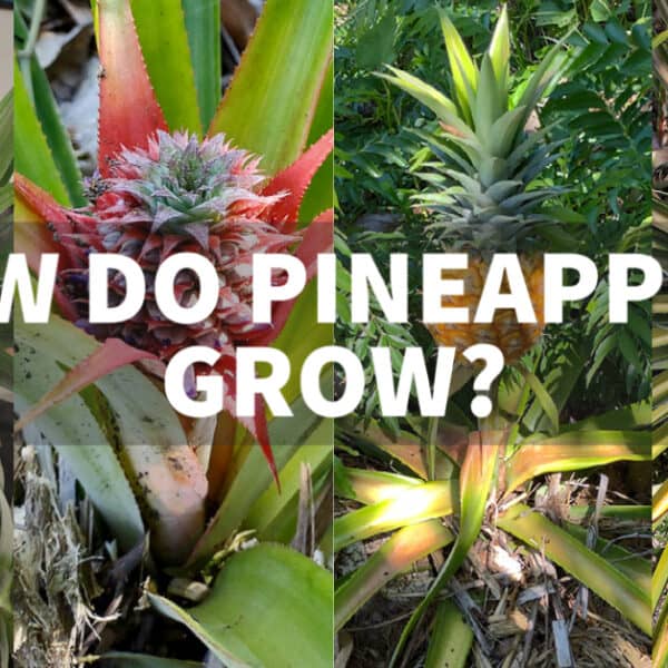 what-fruits-grow-in-tropical-climates-tropical-fruits