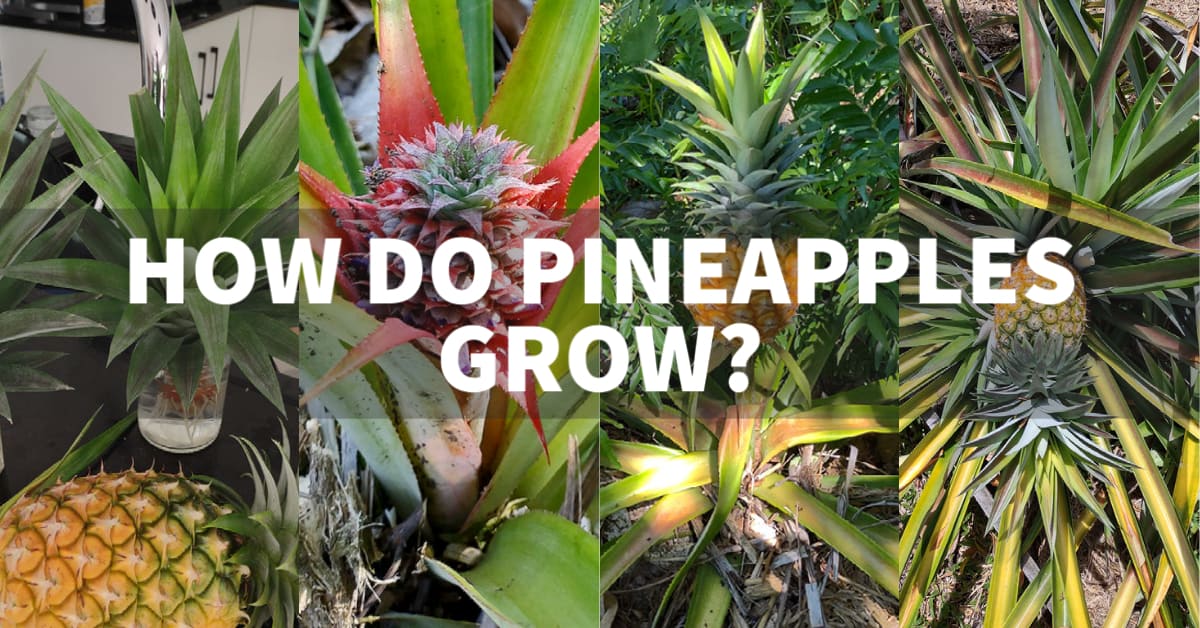 how do pineapples grow
