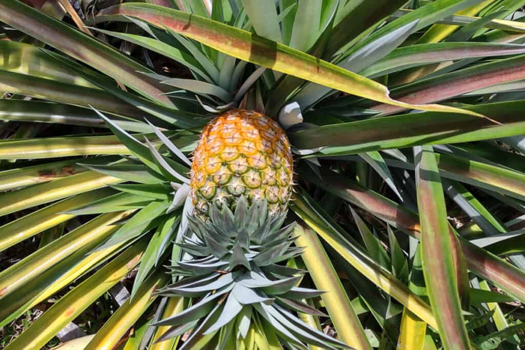 how to tell when a pineapple is ripe