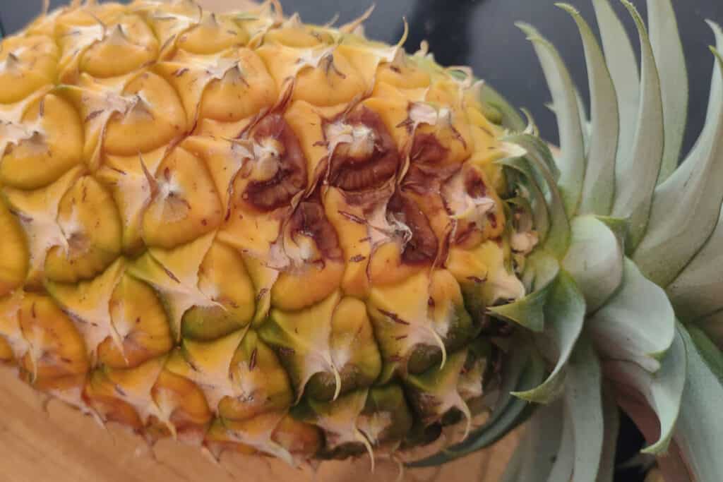 over ripe pineapple