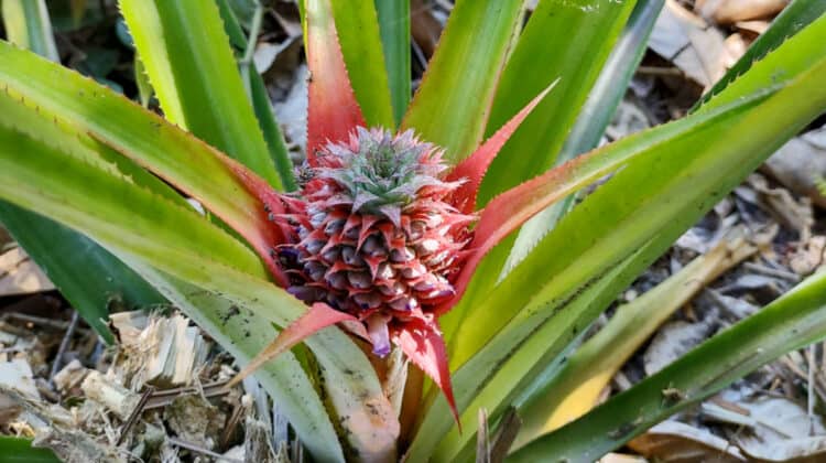 pineapple plant flowering