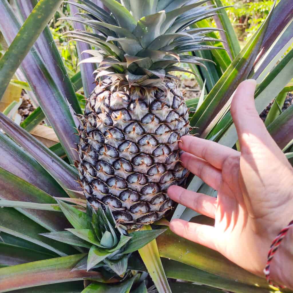 pineapples growing