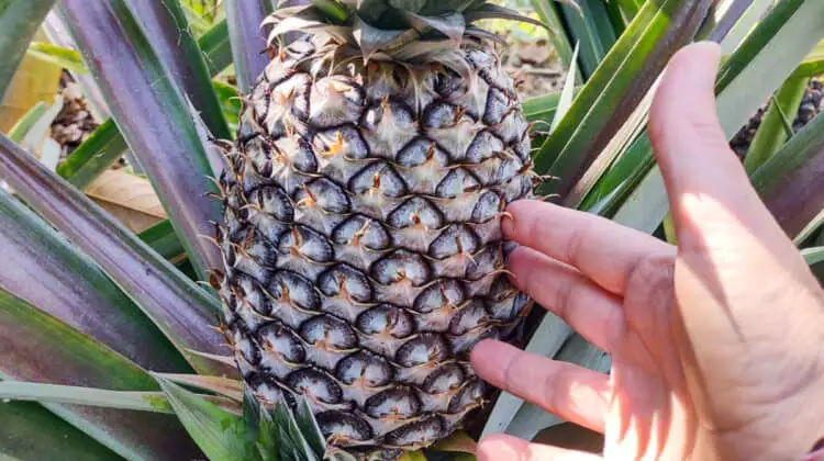 pineapples growing