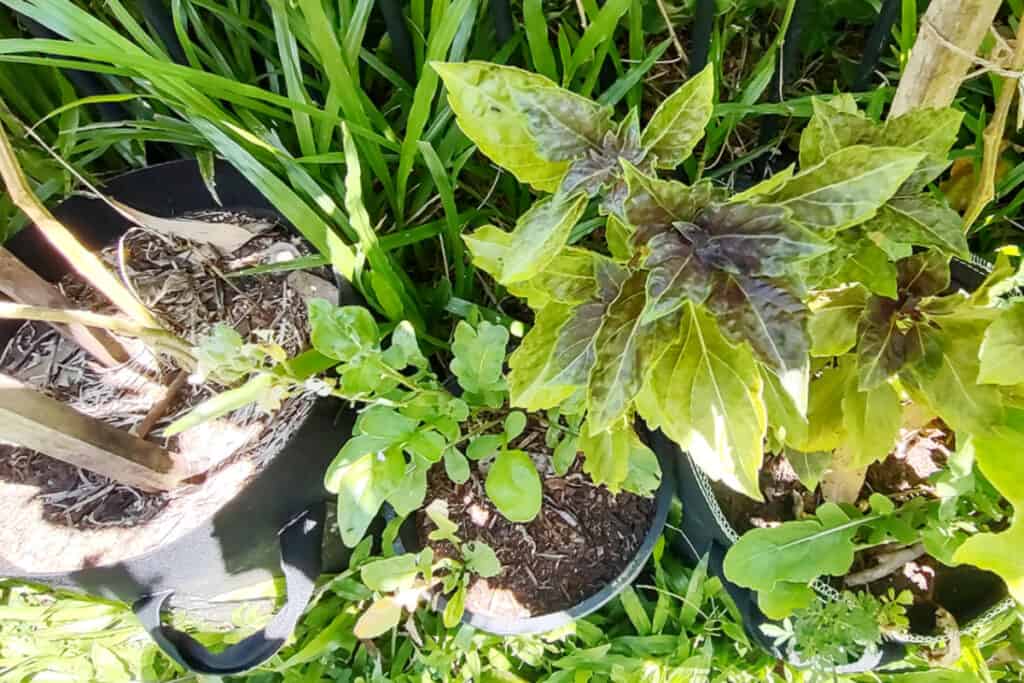 different types of pot for basil