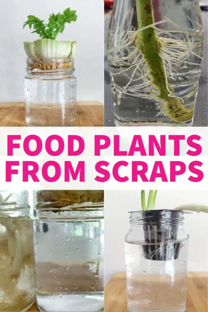 grow food plants from scraps