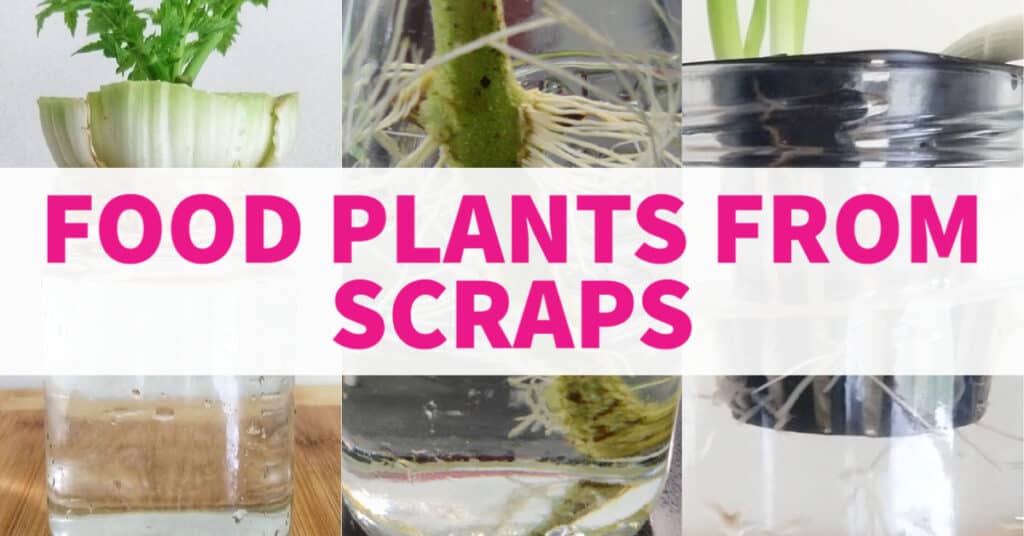 Growing food plants from scraps