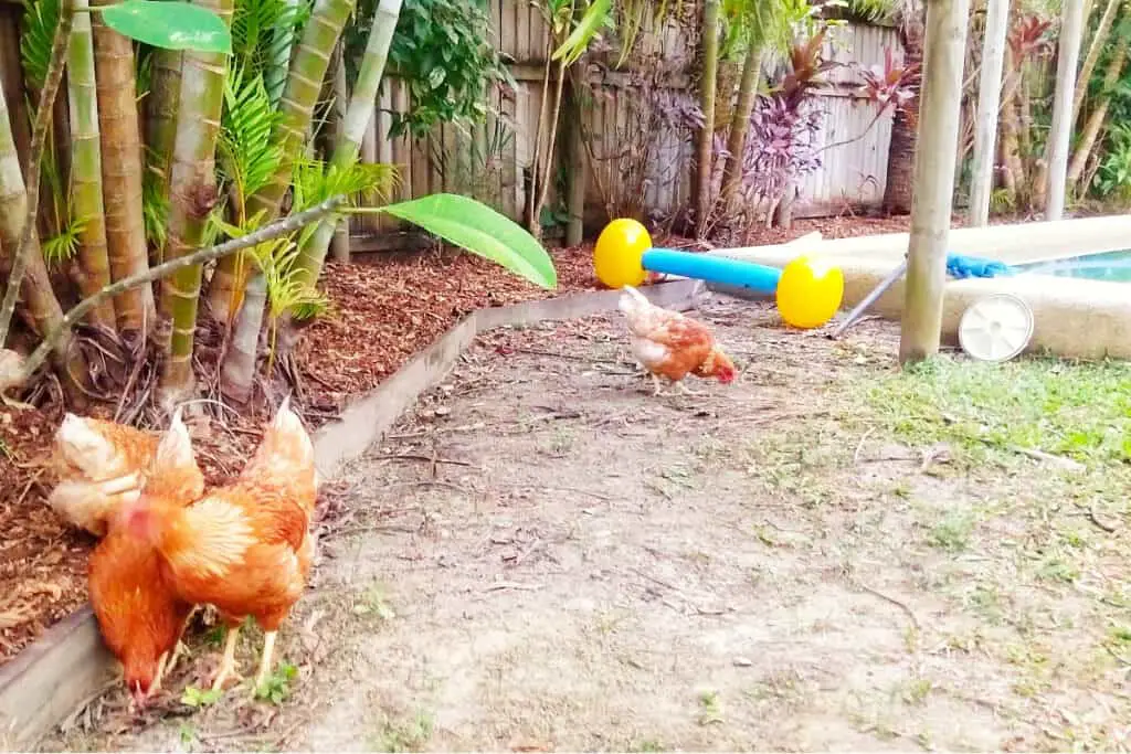 chicken swimming pool