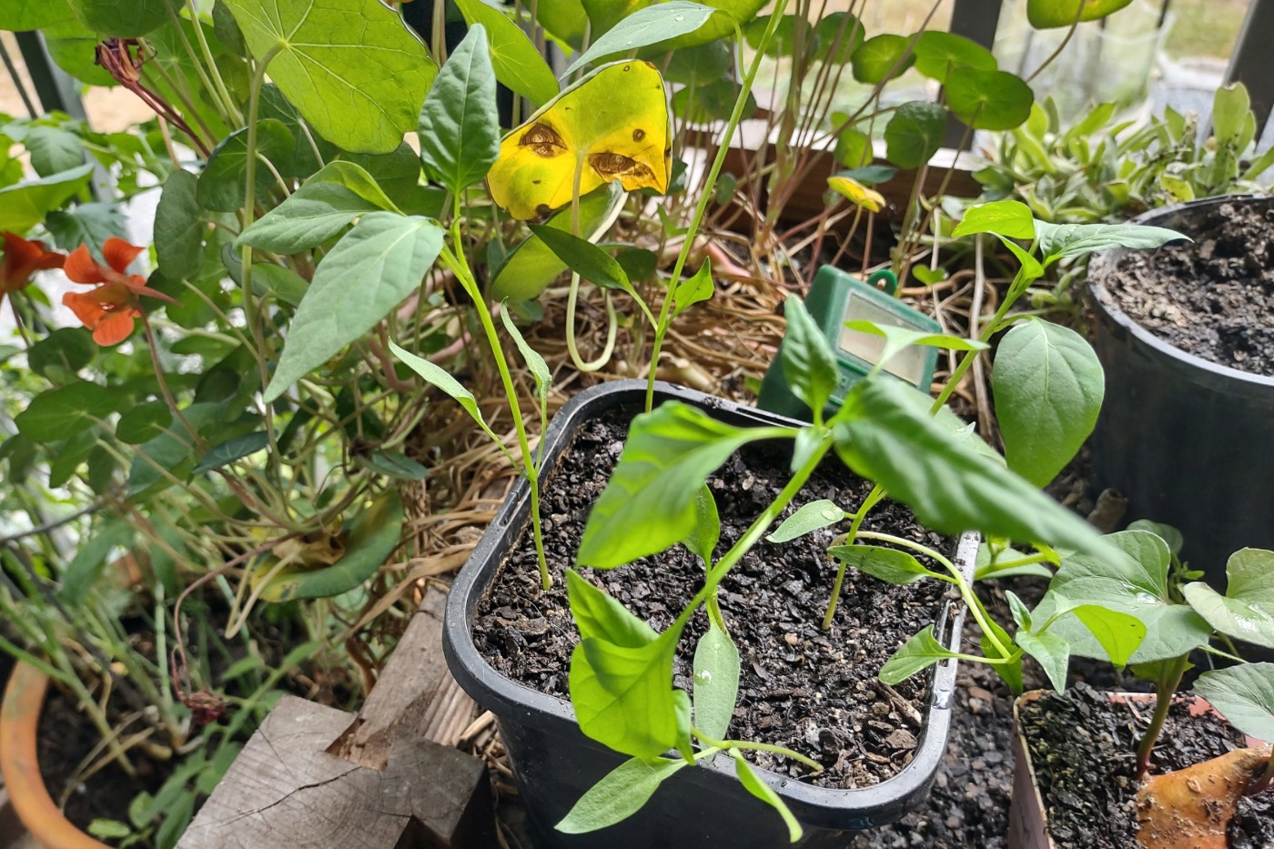 Chilli seedlings growing from seeds from a supermarket chilli