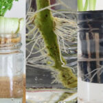 new plants growing from scraps of supermarket food, celery, tomato, onions