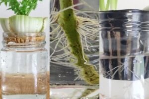 new plants growing from scraps of supermarket food, celery, tomato, onions