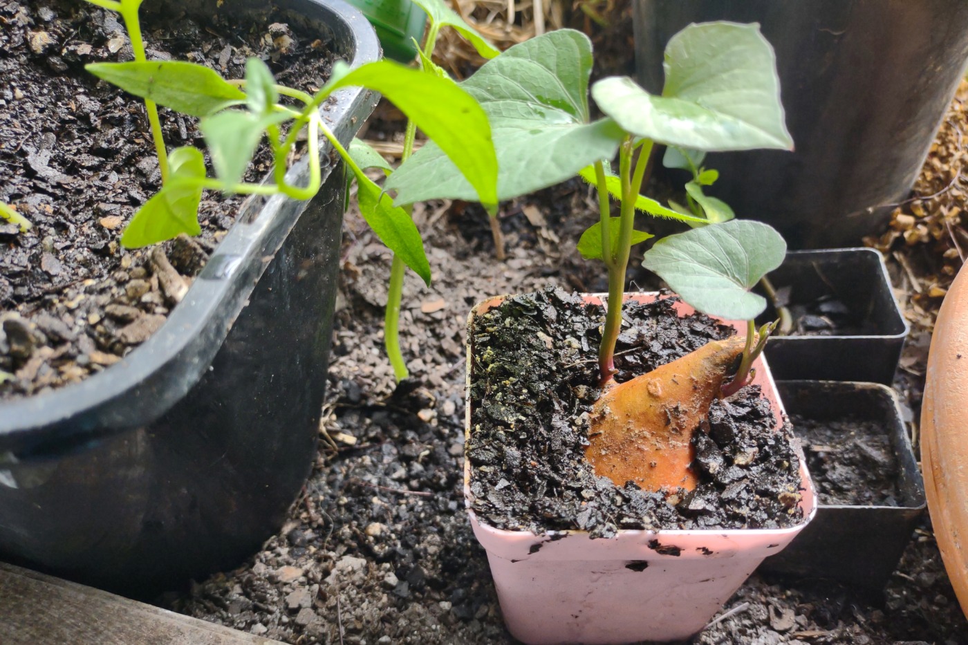 sweet potato plant growing from a piece of sweet potato from the store