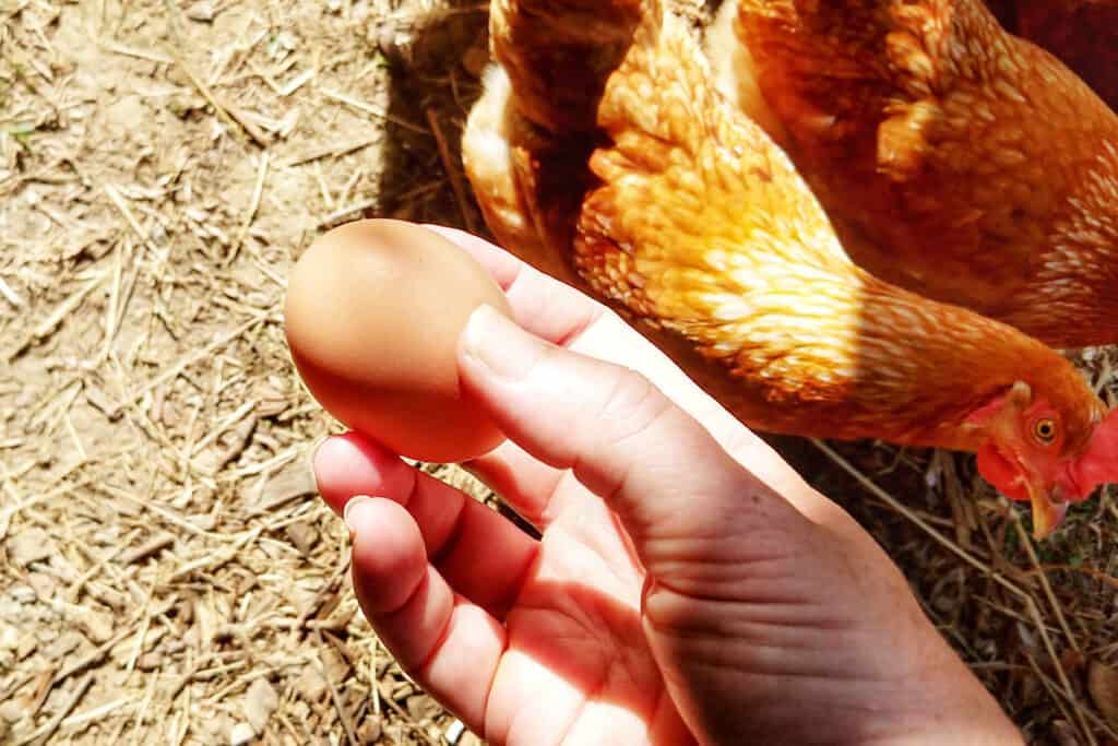 tropical chickens for eggs