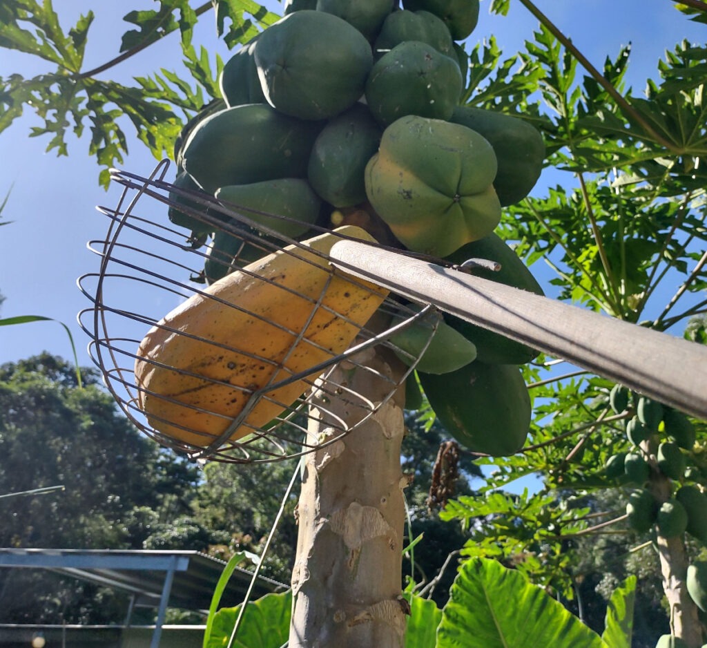 How to pick papaya pawpaw