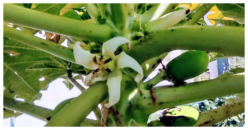 female papaya flower