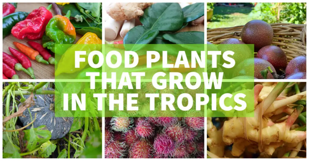 food plants that grow in the tropics fruit vegetables edible plants