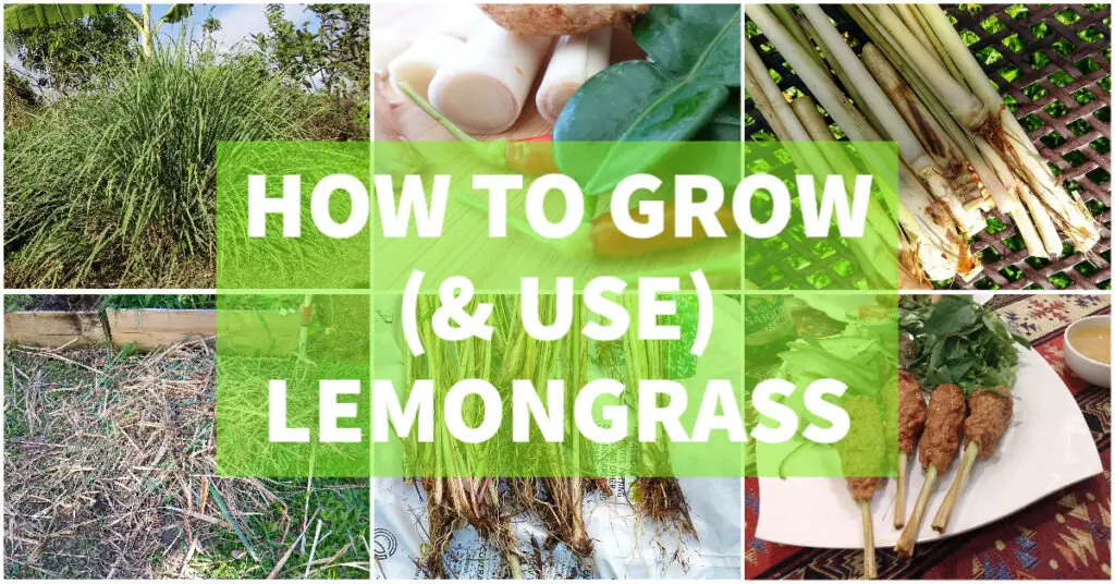 how to grow lemongrass growing lemongrass preserving lemongrass uses of lemongrass