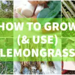 How To Grow Lemongrass? how to grow lemongrass growing lemongrass preserving lemongrass uses of lemongrass
