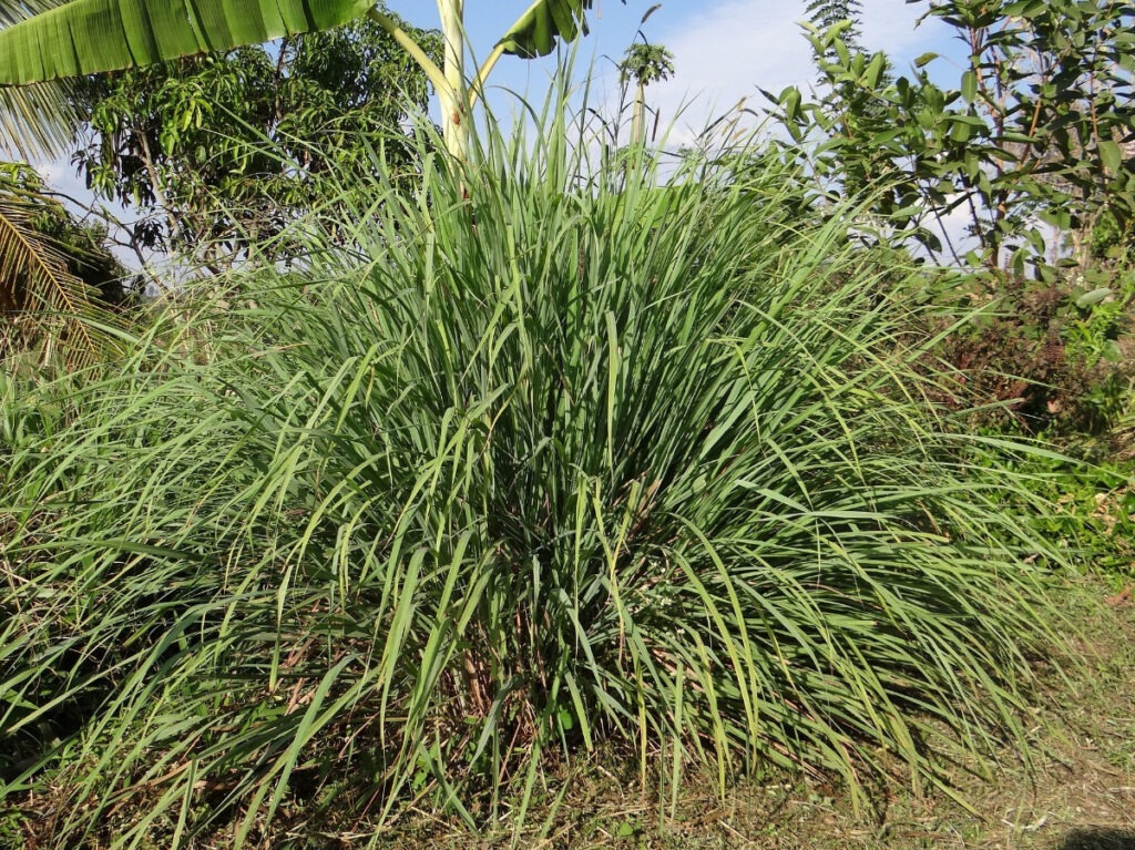 lemongrass. Huge lemongrass clump or bush growing to full size