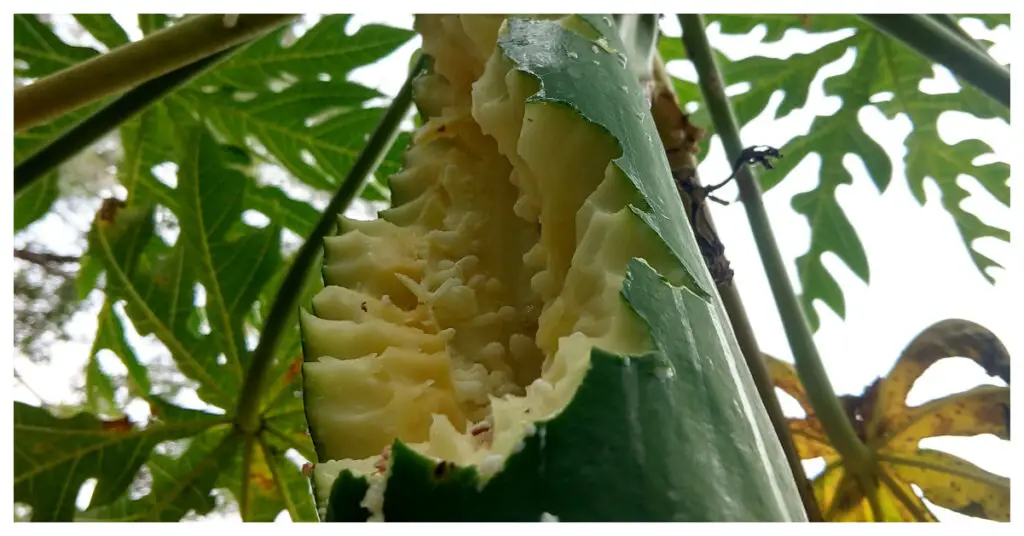 papaya eaten by birds